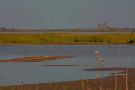 Great Blue Heron in marsh photo