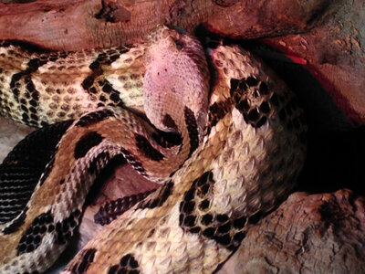 Timber rattlesnake-1
