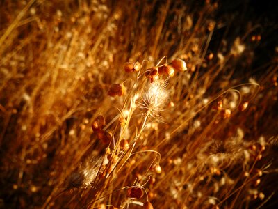 Summer plants fields