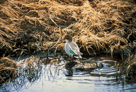 Green-winged Teal-1 photo