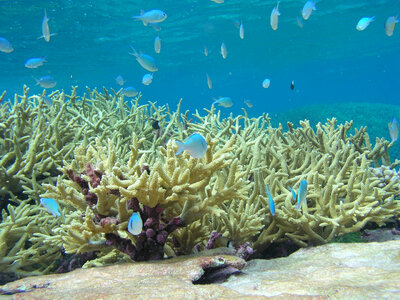 Chromis reef fish and staghorn coral at Palmyra Atoll National Wildlife Refuge photo