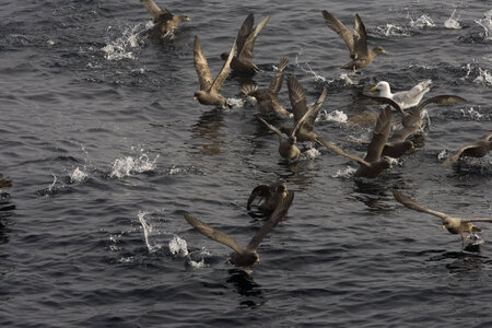 Northern Fulmars near Chagulak