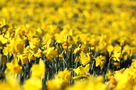 Daffodils flora flower