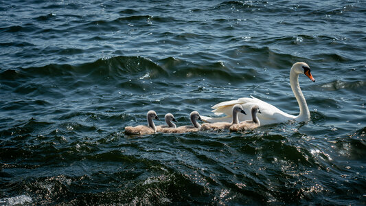 Swans Swimming Water photo