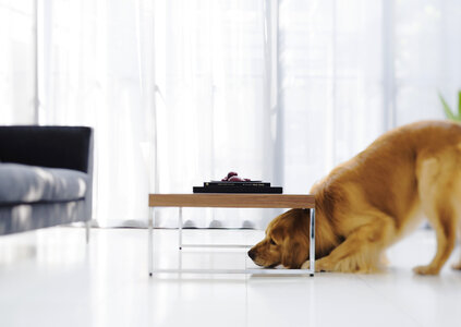 Living room with dog in foreground photo