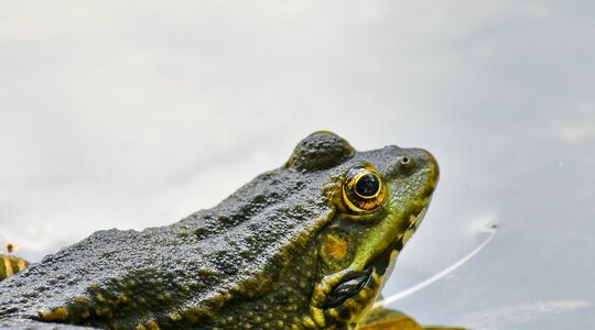 Endemic eye frog photo