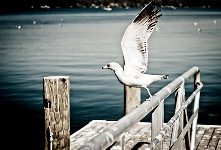 Wings spreading wings ocean