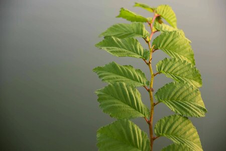 Branch climate ecology photo