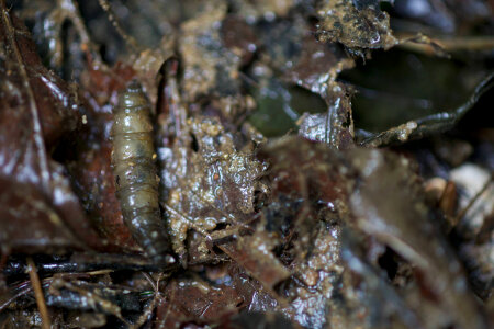 Aquatic invertebrate -1