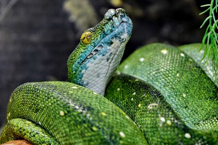 Camouflage detail green snake photo