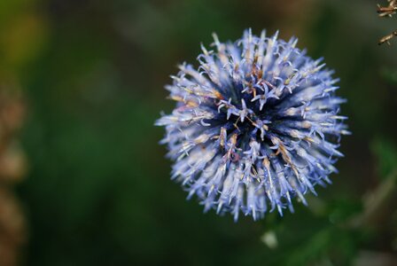 Nature macro blooming photo