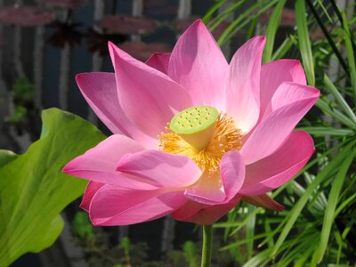 Aquatic beautiful beautiful flowers
