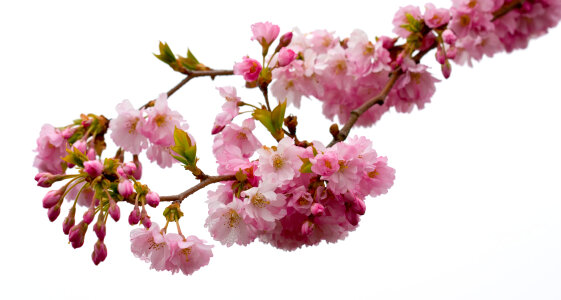 Pink Blossom Flowers Isolated photo