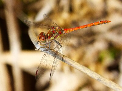 Red dragonfly fly beauty