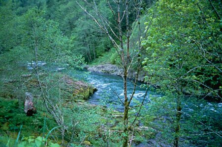 Forest greenery mountain