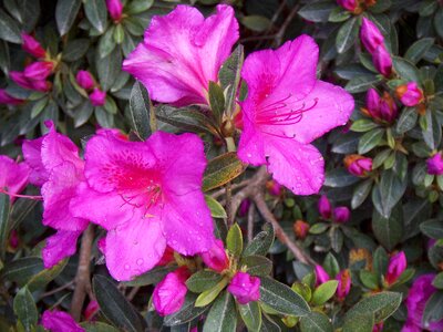 Flower pink lilac