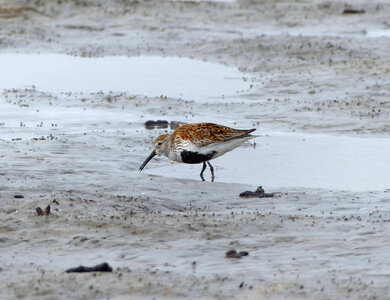 Dunlin foraging photo