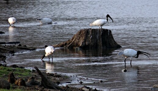 Wader shore bird marsh
