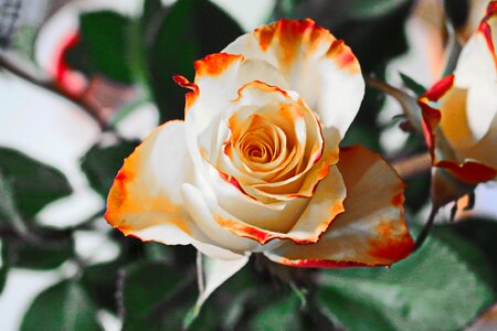 Petals blossom bloom