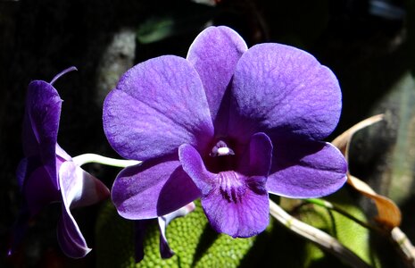 Orchidaceae flora flower photo