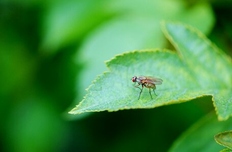 Leaves insect insects