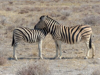 Animals dam foal