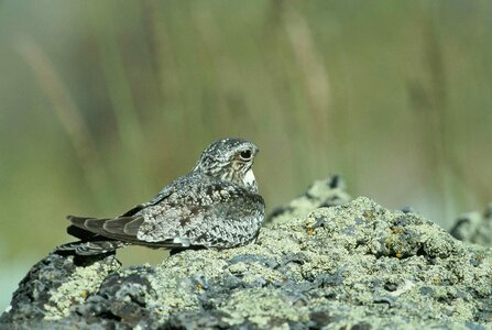 Bird Chordeilinae minor