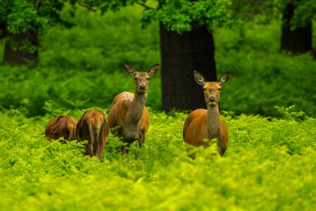 Nature fauna animal