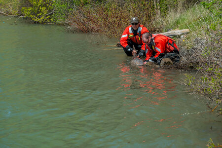 USFWS Fisheries workers releasing lake sturgeon-5