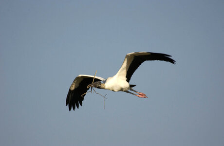 Wood stork in flight