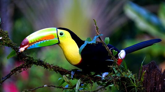 Beautiful Photo bird branch photo