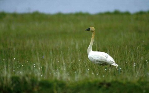 Bearing Cygnus columbianus grass plants