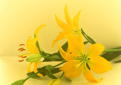 Beautiful lilies photo