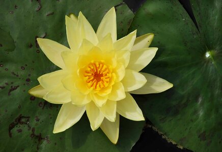 Aquatic beautiful beautiful flowers