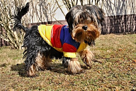 Puppies ball outfit