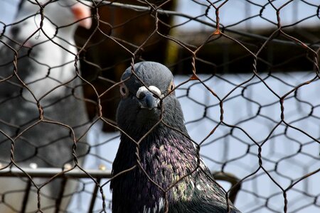 Cage head pigeon photo