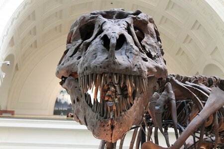 Dinosaur bones animal photo