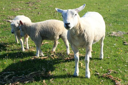 Sheep green field