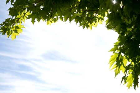 Clouds cloudy green leaves
