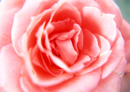 Full frame shot of soft pink rose flower photo