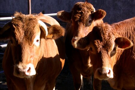Herd cattle look