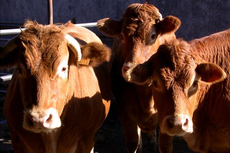 Herd cattle look photo