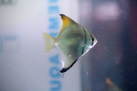 Animal aquarium fish photo