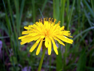Spring dandelions plant