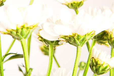 White Spring Flowers