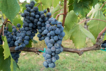 Vine nature autumn