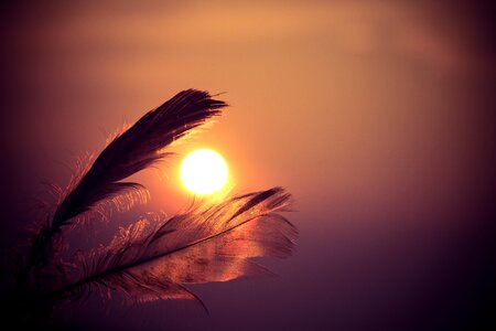 Evening transparent translucent