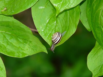 Nature moisture green