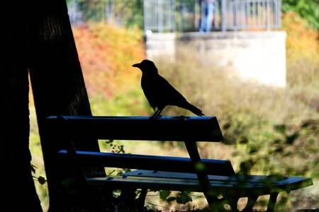 Silhouette black bird photo