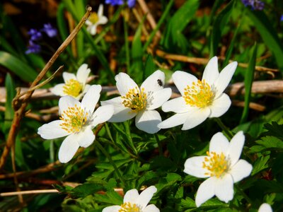 Anemone flower white